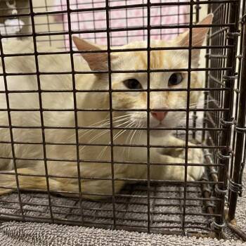 A613775 -  Domestic Medium Hair Cat for Adoption in Modesto, California - A613775 | PetCurious