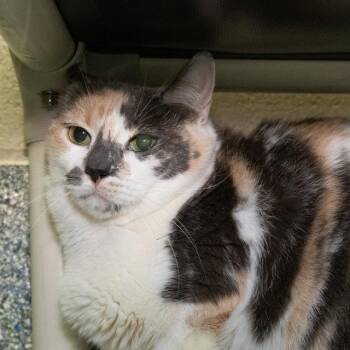 HONEY -  Domestic Medium Hair Cat for Adoption in Methuen, Massachusetts - HONEY | PetCurious