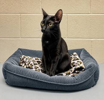 Malaysia -  Domestic Short Hair Cat for Adoption in Friendswood, Texas - Malaysia | PetCurious
