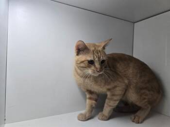 KAM -  Domestic Short Hair Cat for Adoption in Winter Haven, Florida - KAM | PetCurious