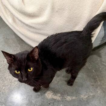Houdini -  Domestic Short Hair Cat for Adoption in Fairmont, West Virginia - Houdini | PetCurious
