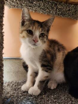 Starshine -  Domestic Short Hair Cat for Adoption in Reynoldsburg, Ohio - Starshine | PetCurious