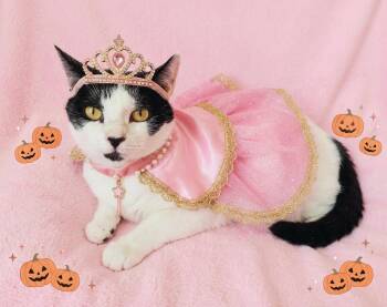 Maddie Michelle -  Turkish Van Cat for Adoption in Miami, Arizona - Maddie Michelle | PetCurious