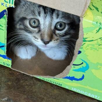 Zeus -  Domestic Short Hair Cat for Adoption in New Berlin, Wisconsin - Zeus | PetCurious