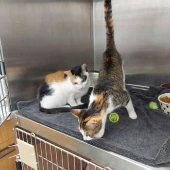 Uno -  Domestic Short Hair Cat Available for Adoption in Hartsville, South Carolina - Uno | PetCurious