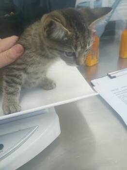 Oat -  Domestic Short Hair Cat for Adoption in Atlanta, Georgia - Oat | PetCurious