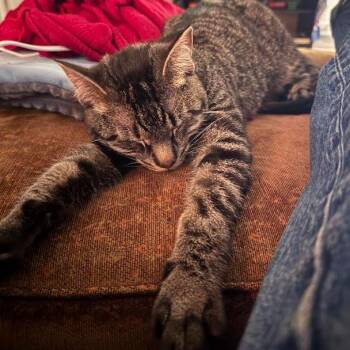 Domestic Short Hair Cats Available for Adoption in Evanston, Illinois - Paladin | PetCurious