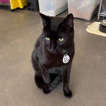 Domestic Short Hair Cats Available for Adoption in Normal, Illinois - Binx | PetCurious