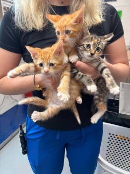 Falafel (Mediterranean Litter) -  Domestic Short Hair and Tabby Cat for Adoption in Baltimore, Maryland - Falafel (Mediterranean Litter) | PetCurious