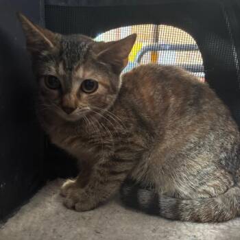 Swiss -  Domestic Short Hair Cat for Adoption in Columbia, Missouri - Swiss | PetCurious