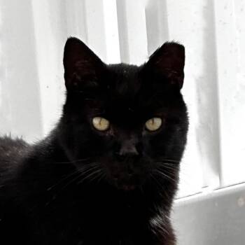 Domestic Short Hair Cats Available for Adoption - Atreus Wise | PetCurious