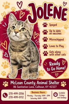 Jolene -  Tabby Cat for Adoption in Calhoun, Kentucky - Jolene | PetCurious