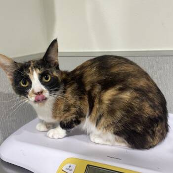 Domestic Short Hair Cats Available for Adoption in Tampa, Florida - Clarissa | PetCurious
