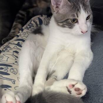 Microwave -  Domestic Short Hair Cat for Adoption in Spokane, Washington - Microwave | PetCurious
