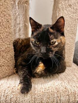 Domestic Short Hair Cats Available for Adoption - Emma | PetCurious