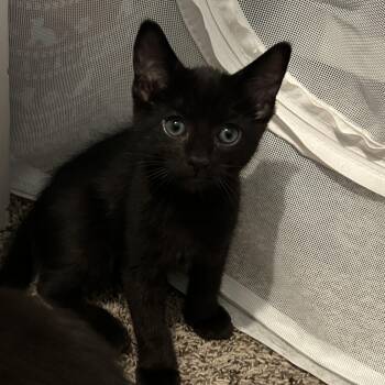 Sirocco -  Domestic Short Hair Cat for Adoption in Shorewood, Illinois - Sirocco | PetCurious