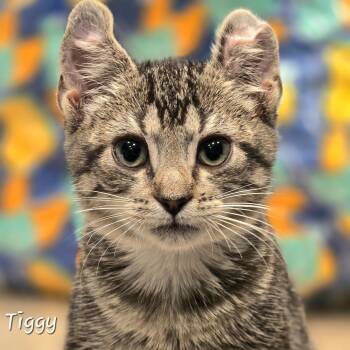 Rescue Domestic Short Hair Cats for Adoption in St. Augustine, Florida - Tiggy | PetCurious