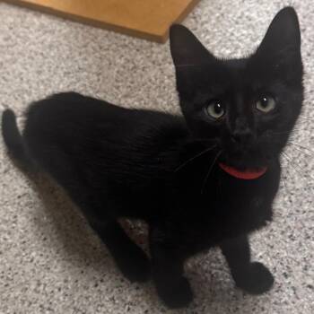 Wendy -  Domestic Short Hair Cat for Adoption in Wilmington, Delaware - Wendy | PetCurious