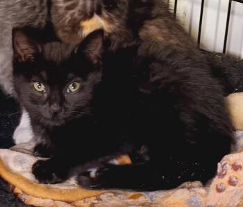 Rescue Domestic Short Hair Cats for Adoption in Bethpage, New York - Licorice | PetCurious