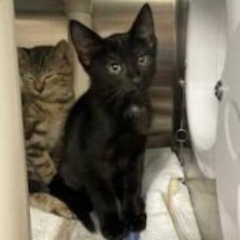 Domestic Short Hair Cats Available for Adoption in Philadelphia, Pennsylvania - Share Bear | PetCurious