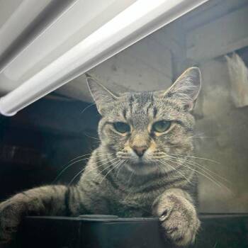 Celeste -  Domestic Short Hair Cat for Adoption in Philadelphia, Pennsylvania - Celeste | PetCurious