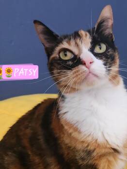 Patsy -  Domestic Short Hair and Calico Cat for Adoption in Yorba Linda, California - Patsy | PetCurious