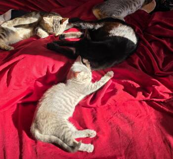 Rescue Domestic Short Hair Cats for Adoption in Wilmington, North Carolina - Bear | PetCurious