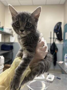 Domestic Short Hair Cats Available for Adoption in Las Vegas, Nevada - KIRA | PetCurious