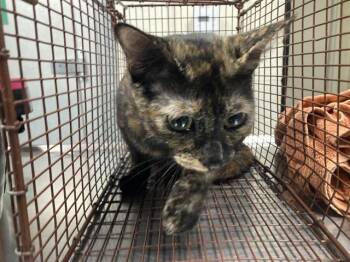 Domestic Short Hair Cats Available for Adoption in Long Beach, California - ROSALINA | PetCurious