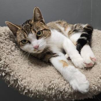 Domestic Short Hair Cats Available for Adoption - Lanza | PetCurious