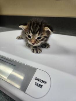 Shell -  Domestic Medium Hair Cat for Adoption in Kennewick, Washington - Shell | PetCurious