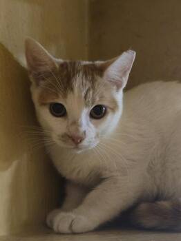 Domestic Short Hair Cats Available for Adoption - Tita | PetCurious