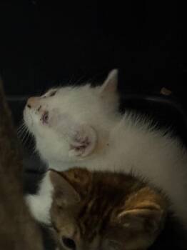 Domestic Short Hair Cats Available for Adoption in Fort Walton Beach, Florida - ARDEN | PetCurious