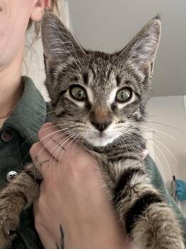 Mochi -  Domestic Short Hair and Tabby Cat for Adoption in Maple Valley, Washington - Mochi | PetCurious