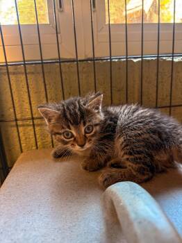 Domestic Short Hair Cats Available for Adoption in Burnsville, North Carolina - Nick | PetCurious