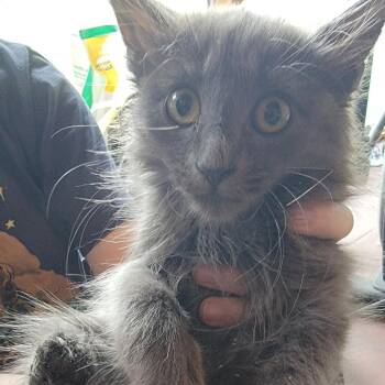 Granite -  Domestic Medium Hair Cat for Adoption in Buffalo, Wyoming - Granite | PetCurious