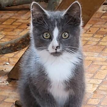 Rescue Domestic Short Hair Cats for Adoption in Woodstock, Virginia - Chachi Wright | PetCurious