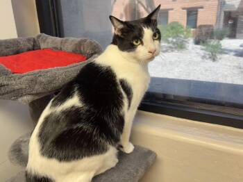 Andy W -  Domestic Short Hair Cat for Adoption in Fountain Hills, Arizona - Andy W | PetCurious
