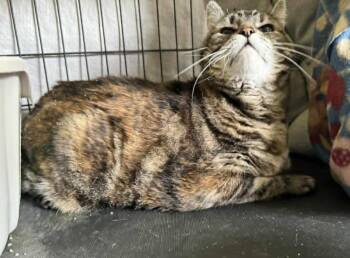 Blitz -  Domestic Short Hair Cat for Adoption in Ogden, Utah - Blitz | PetCurious
