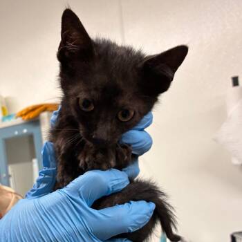 Nightcrawler -  Domestic Short Hair Cat for Adoption in Manhattan, Kansas - Nightcrawler | PetCurious