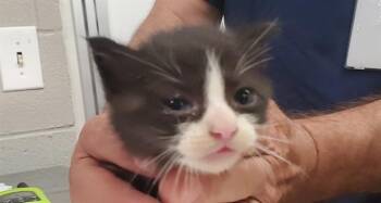 ALLSPICE -  Domestic Short Hair Cat for Adoption in Aurora, Illinois - ALLSPICE | PetCurious