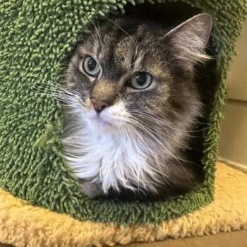 Socks -  Domestic Long Hair Cat for Adoption in Walnut Creek, California - Socks | PetCurious