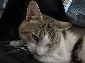 CINNAMON -  Domestic Short Hair Cat for Adoption in San Antonio, Texas - CINNAMON | PetCurious