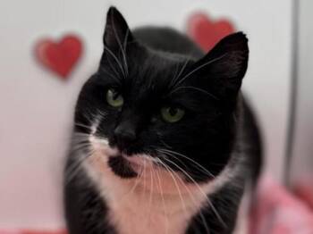 Domestic Short Hair Cats Available for Adoption - Pearl | PetCurious