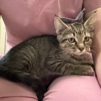 Mars -  Domestic Short Hair Cat for Adoption in Council Bluffs, Iowa - Mars | PetCurious
