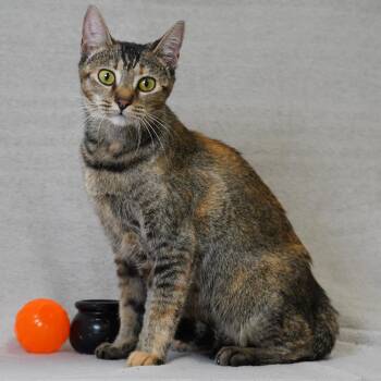 Marion -  Domestic Short Hair Cat for Adoption in Redwood City, California - Marion | PetCurious