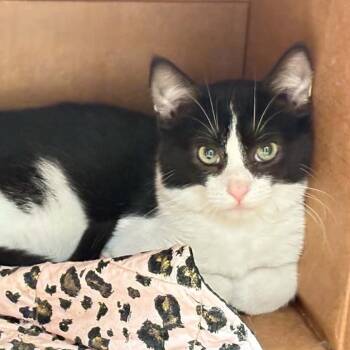 Almond Joy -  Domestic Short Hair Cat for Adoption in Springfield, Illinois - Almond Joy | PetCurious