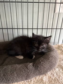 Rescue Domestic Short Hair Cats for Adoption in White Bluff, Tennessee - Brandy (mb) | PetCurious