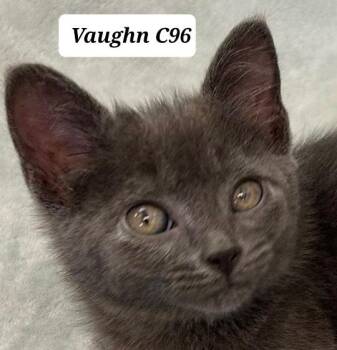 Vaughn -  Domestic Medium Hair Cat for Adoption in Morganton, North Carolina - Vaughn | PetCurious