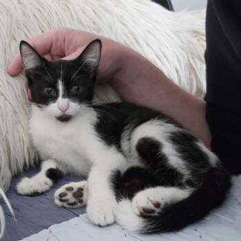 Rescue Domestic Short Hair Cats for Adoption in Wheaton, Illinois - Frenchie | PetCurious